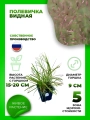 Полевичка видная