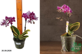 Орхидея фаленопсис Мэджик Лиф (Phalaenopsis Magic Art) Р12