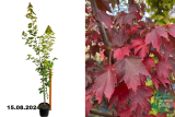 Клен красный Брендивайн(Acer rubrum Brandywine) С7,5