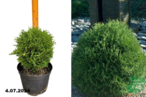 Туя западная Тайни Тим (Thuja occidentalis Tiny Tim) С7,5