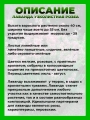 Лаванда узколистная Розеа
