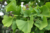 Ginkgo Biloba