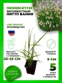 Пеннисетум лисохвостный Литтл Банни