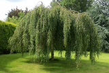 Береза повислая Юнги штамб (Betula pendula Youngii) С10