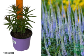 вероникаструм лавендельтурм