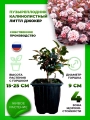 Пузыреплодник калинолистный Литтл Джокер