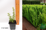 Барбарис Тунберга Эректа (Berberis thunbergii Erecta) Р9