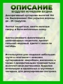 Буддлея Давида Муншайн Будма