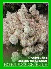 Гортензия метельчатая Бобо