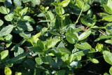 Бересклет Форчуна Колоратус (Euonymus fortunei Coloratus) Р9