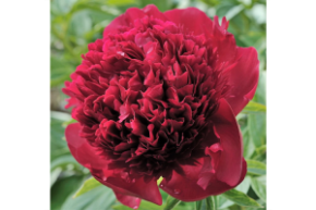 Пион молочноцветковый Red Charm С5