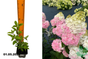Гортензия метельчатая Ванилла Фрейз (Hydrangea paniculata Vanille Fraise) Р9
