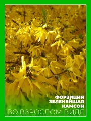 Форзиция зеленейшая Камсон