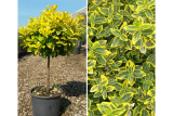 Бересклет японский Марике (штамб 60-120 см) (Euonymus japonicus Marieke) С10