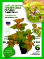 Лейцестерия прекрасная Голден Лантернс