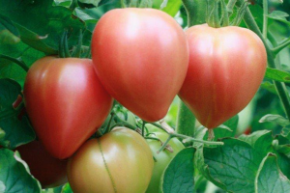 Томат Розовый Спам