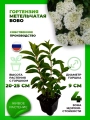 Гортензия метельчатая Бобо