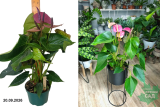 Антуриум Андреанум Лузиана (Anthurium andreanum Louisiana) Р17