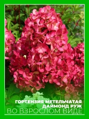 Гортензия метельчатая Даймонд Руж