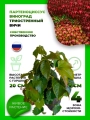 Девичий виноград триостренный Вичи (Партеноциссус)